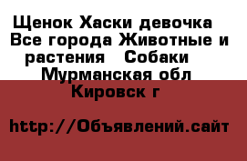 Щенок Хаски девочка - Все города Животные и растения » Собаки   . Мурманская обл.,Кировск г.